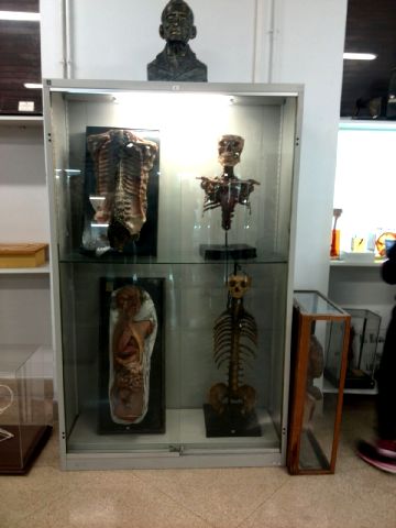 Visita al Museo de Anatomía